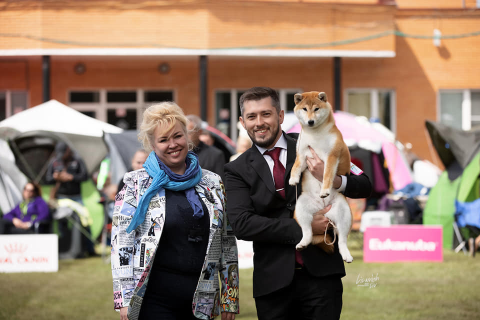 2021. SHIOMARU Питомник сиба и акита-ину