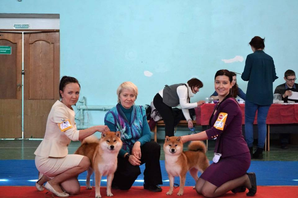 GRADUATES OF THE KENNEL. SHIOMARU Shiba and Akita Inu Kennel