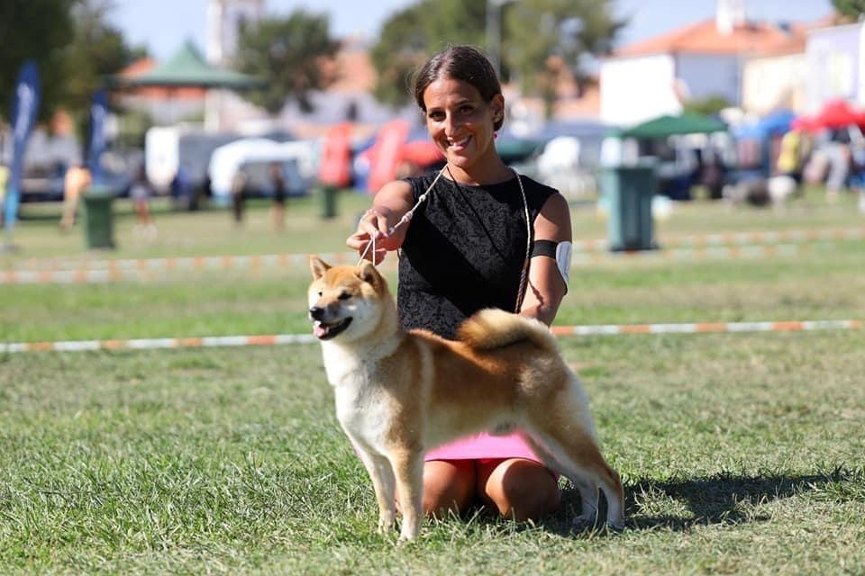 2022. SHIOMARU Shiba and Akita Inu Kennel