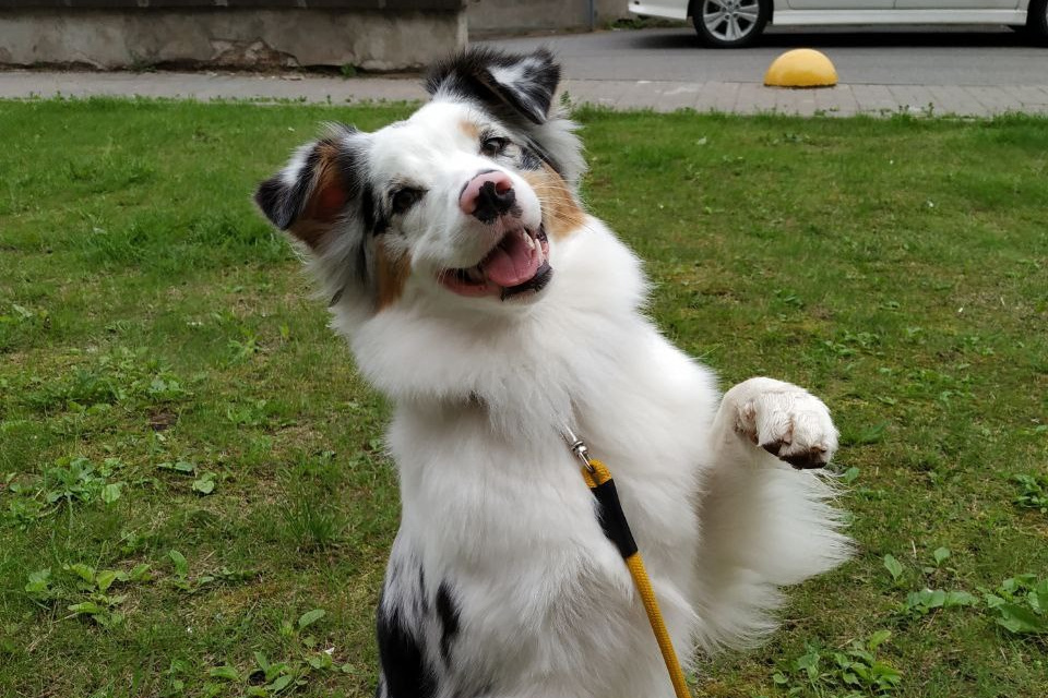 Д-помёт. BLGKV питомник собак