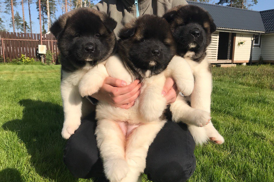 ПОМЕТЫ американских акит. AMERICAN AKITA RUBYLIGHT KENNEL I SHIBA-INU