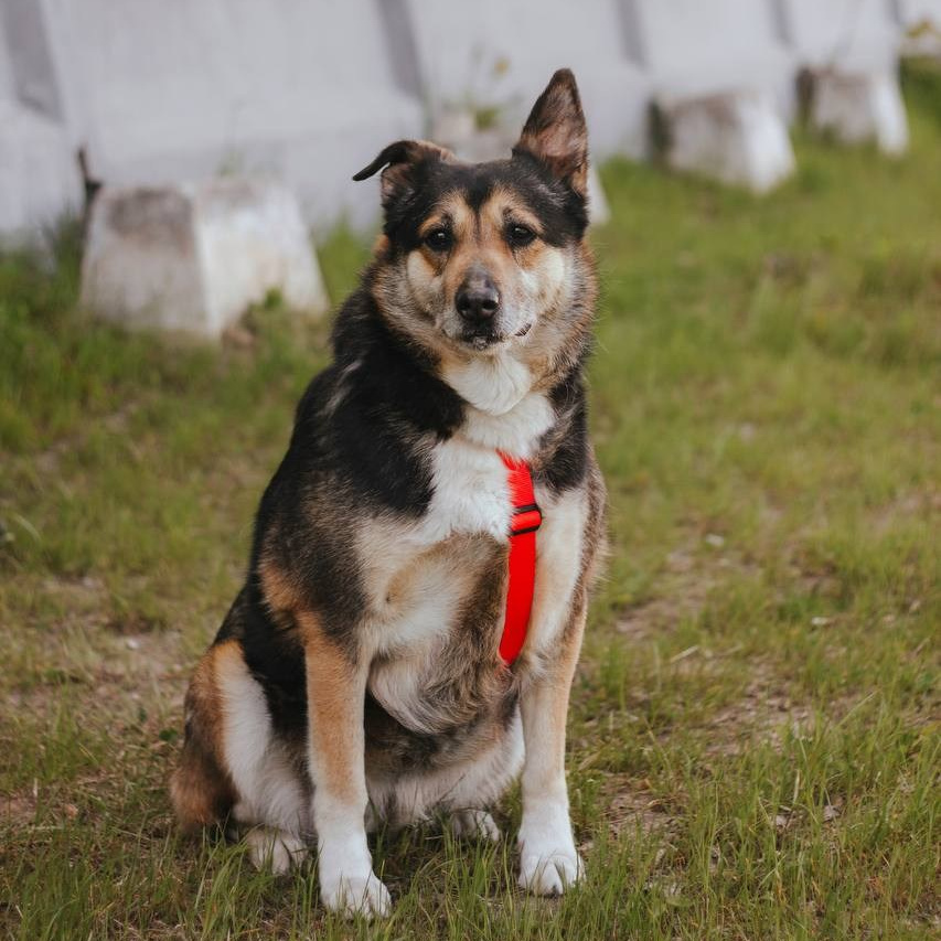 Ищут дом. Забери домой друга