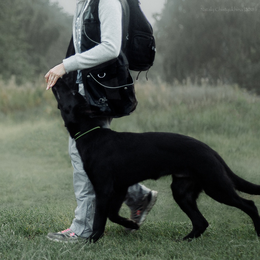 Услуги. Фотограф-анималист Наталия Чистюхина в г. Сосновый Бор и ЛО