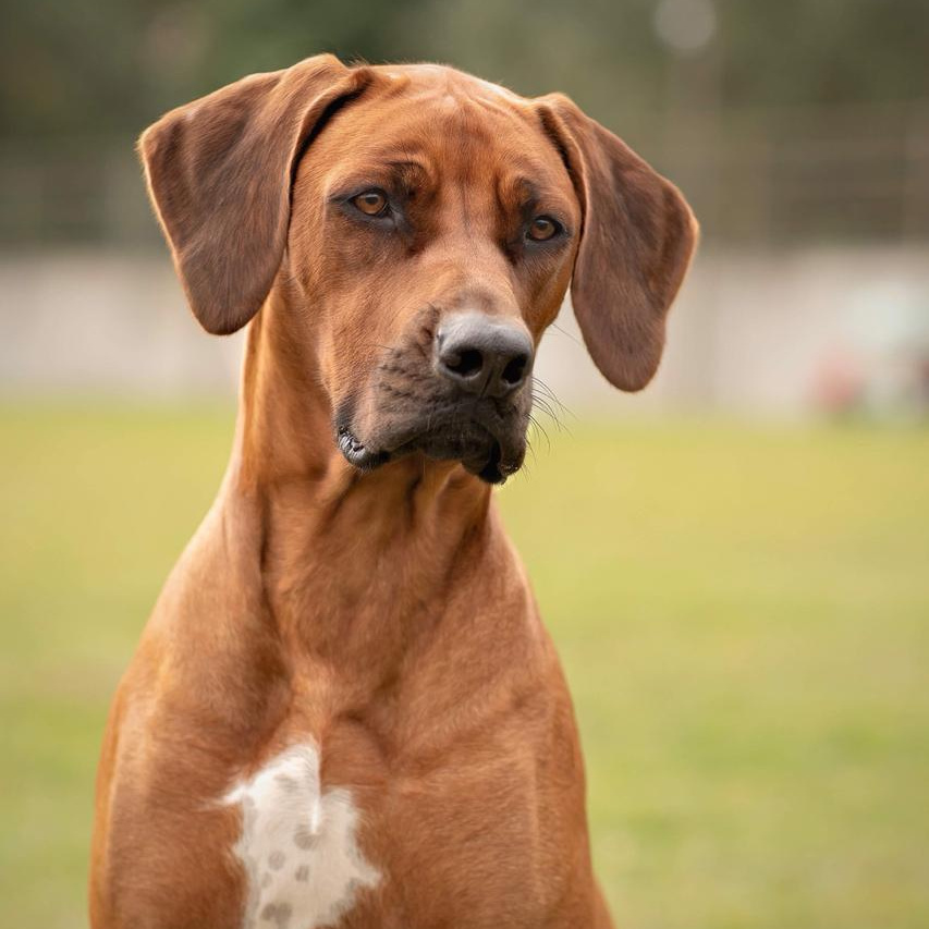 Чемпионы. Центр развития кинологии Звезда Невы