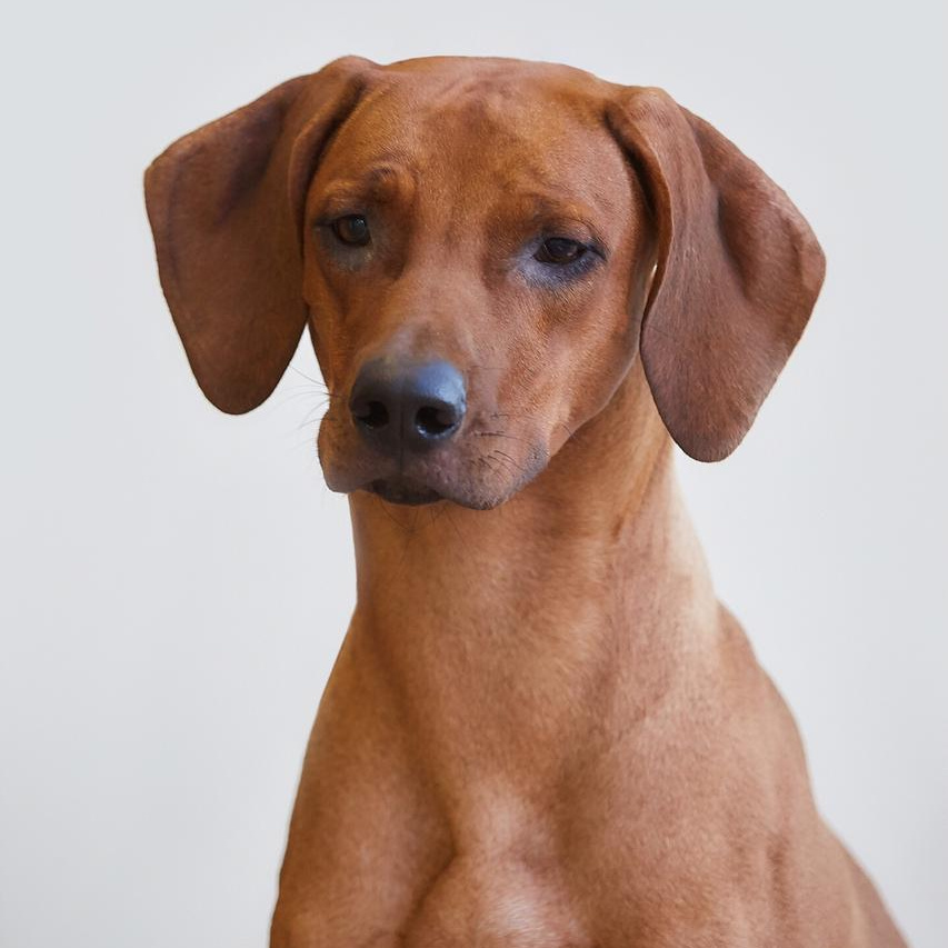 Чемпионы. Центр развития кинологии Звезда Невы