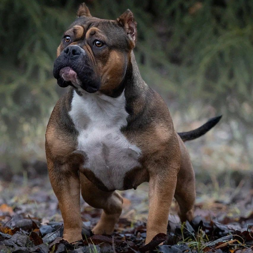 купить щенка в официальном питомнике American Bully в Хабаровске