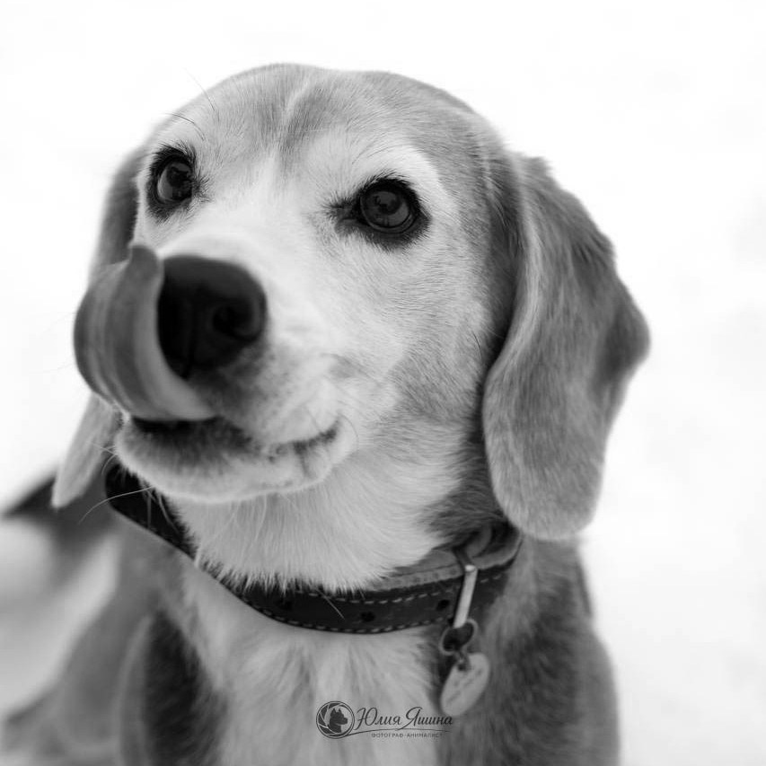 Контакты. Фотограф-анималист г. Москва