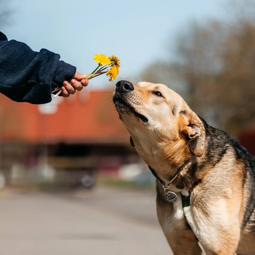 Ищут дом. Забери домой друга