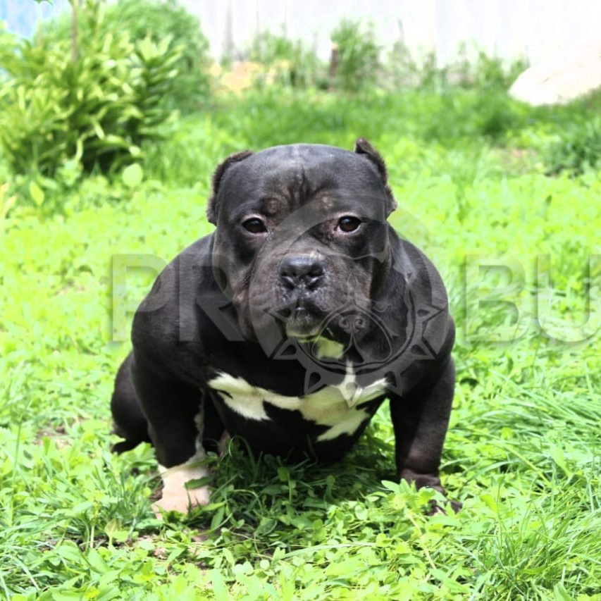 купить щенка American Bully в Туле