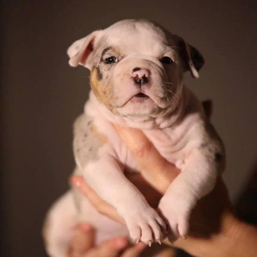 Щенки на продажу. Питомник американских булли Bounty Pride Bully
