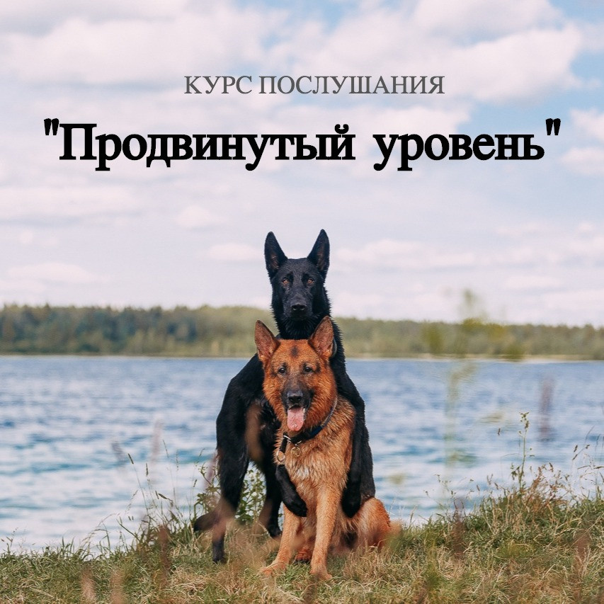 Услуги. Фотограф-анималист Наталия Чистюхина в г. Сосновый Бор и ЛО