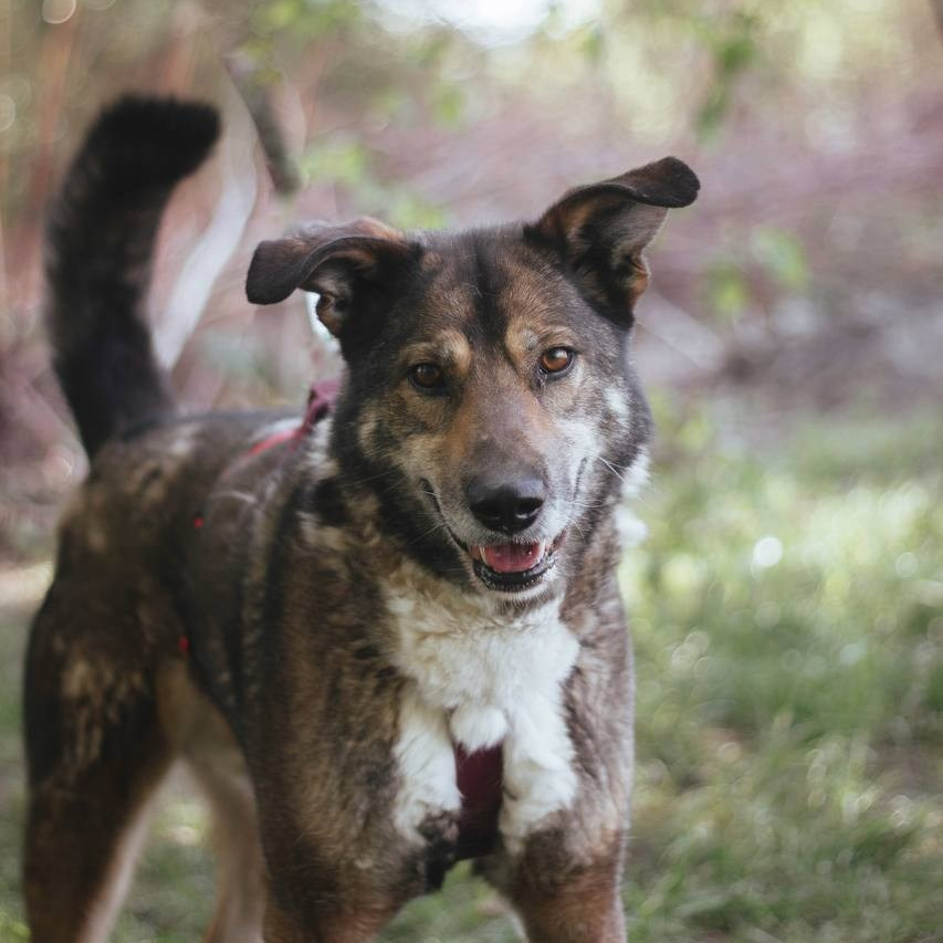 Ищут дом. Забери домой друга