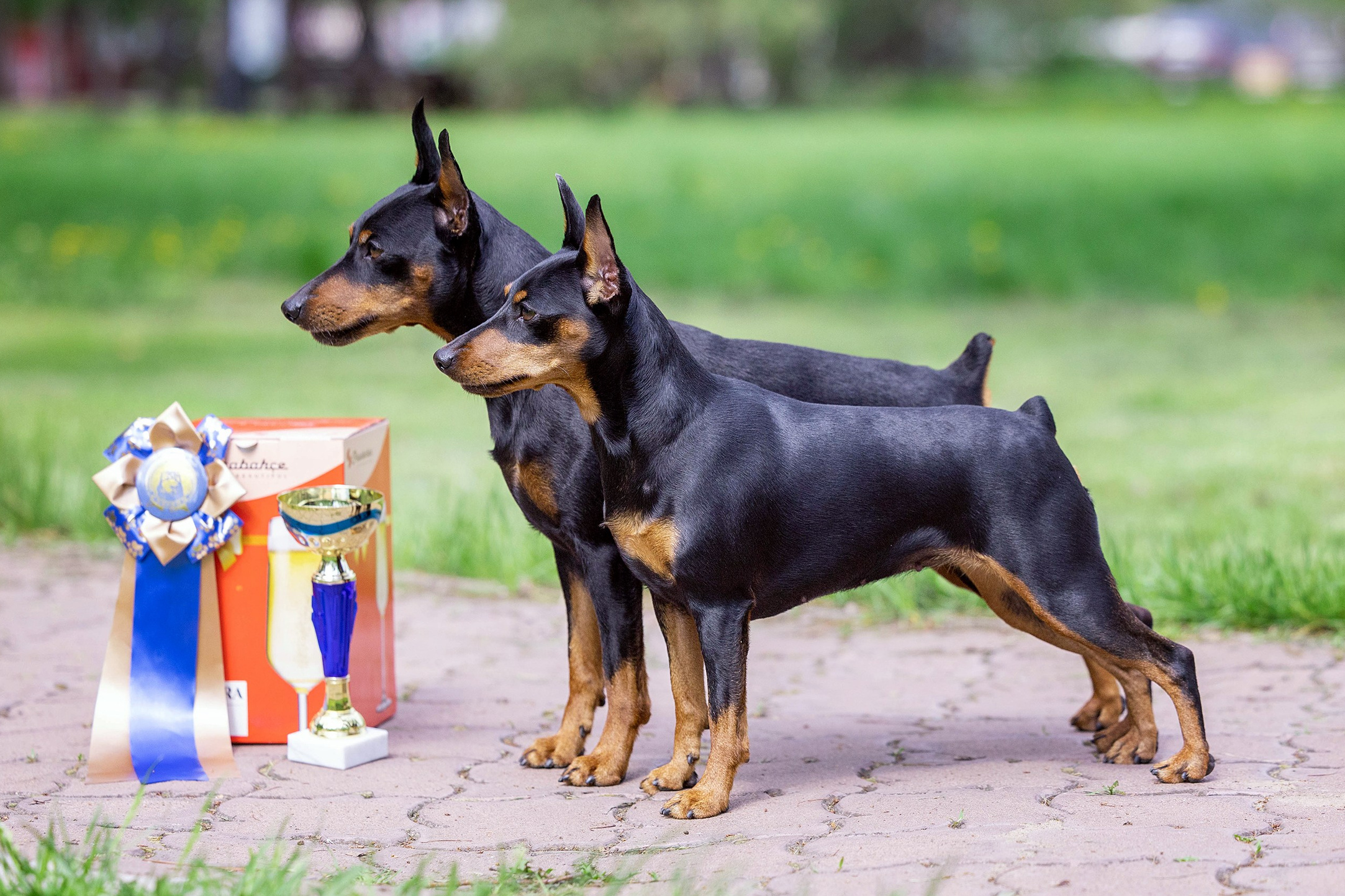 Заринговая съёмка на выставках собак. Фотограф-анималист в Омске Екатерина Маричева