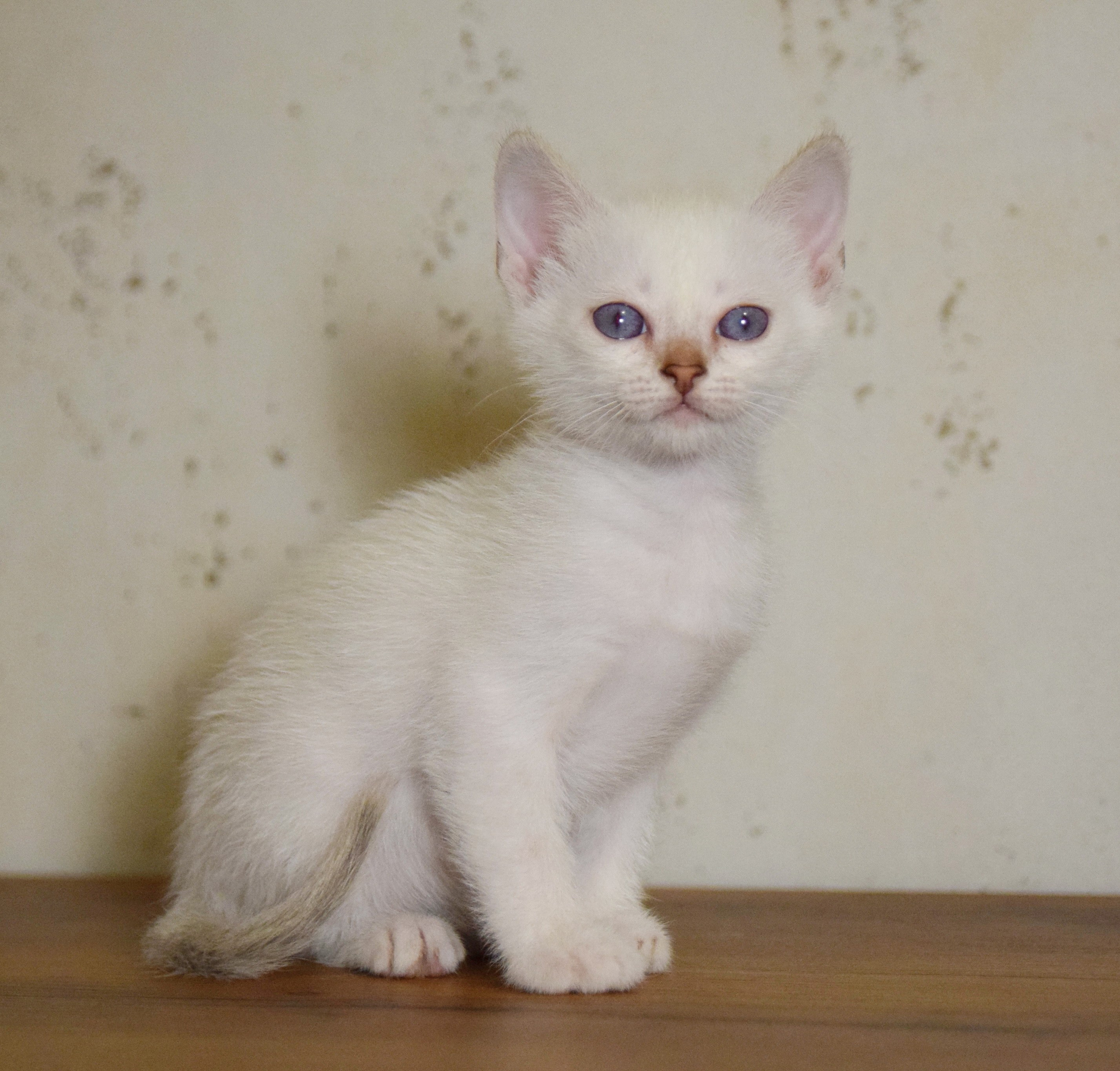 Котята. Питомник тайских кошек в Санкт-Петербурге Noyland