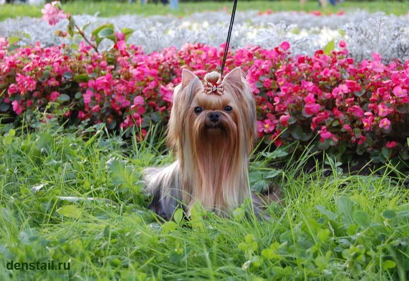 Be Inlove Silvery Wish. Питомник Йоркширских терьеров Дэнстайл в Санкт-Петербурге заводчик Тих