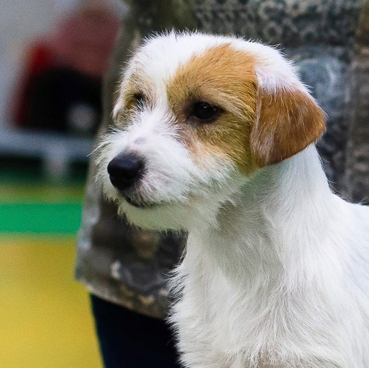 Lovely-Orange Millenium