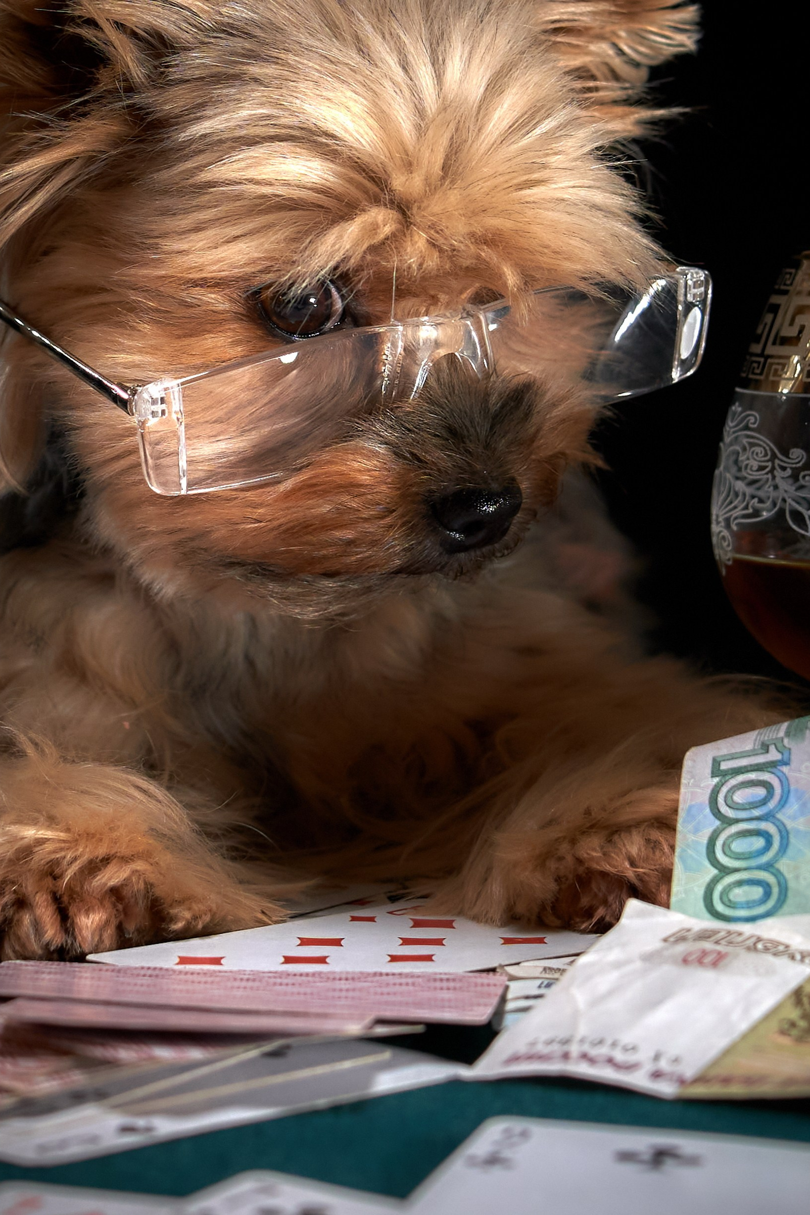 йорк фотосессия в студии постановочная фотография собак