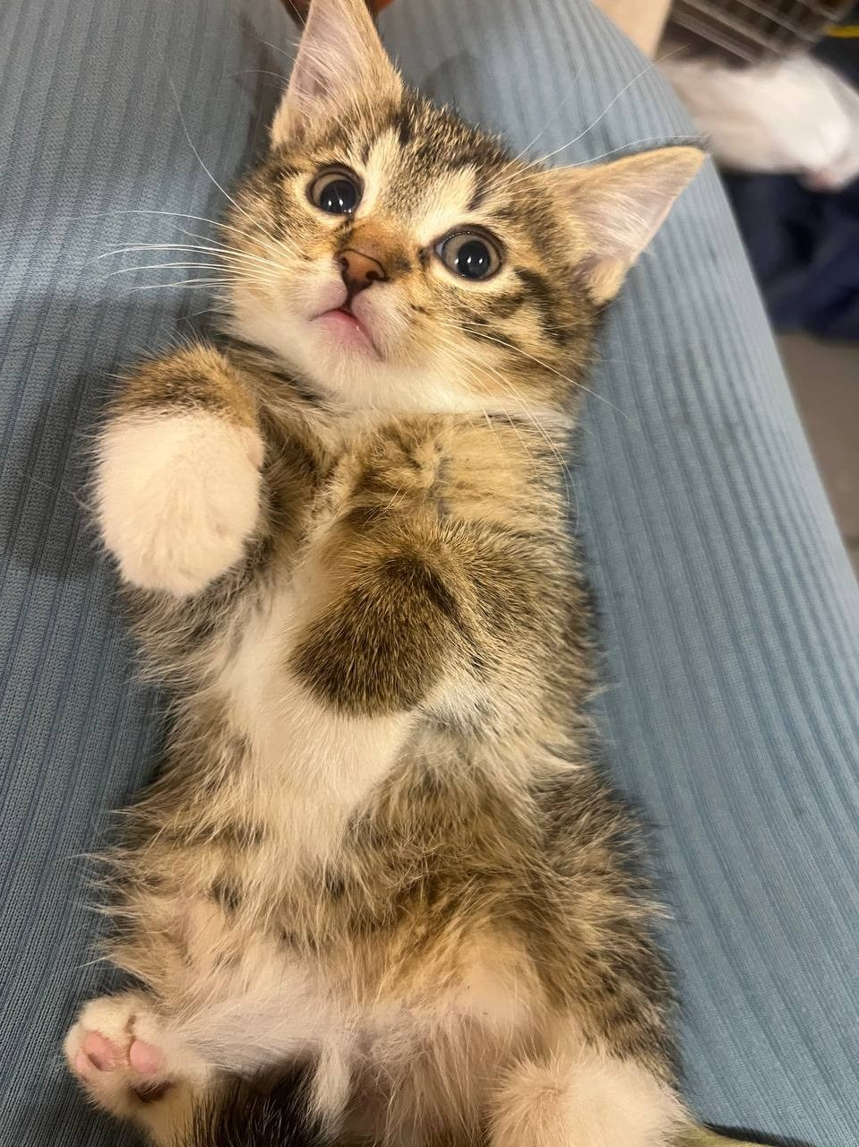 СТРАНИЦА ДОБРА. Фотограф в Санкт-Петербурге Кристина Брянская