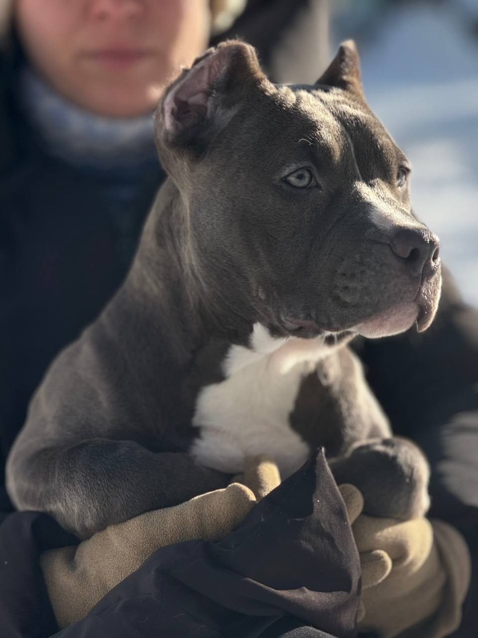 Щенки американского булли Sangres Fresca — купить American Bully в Москве. SANGRES FRESCA | Питомник американских булли в Москве и Московской области