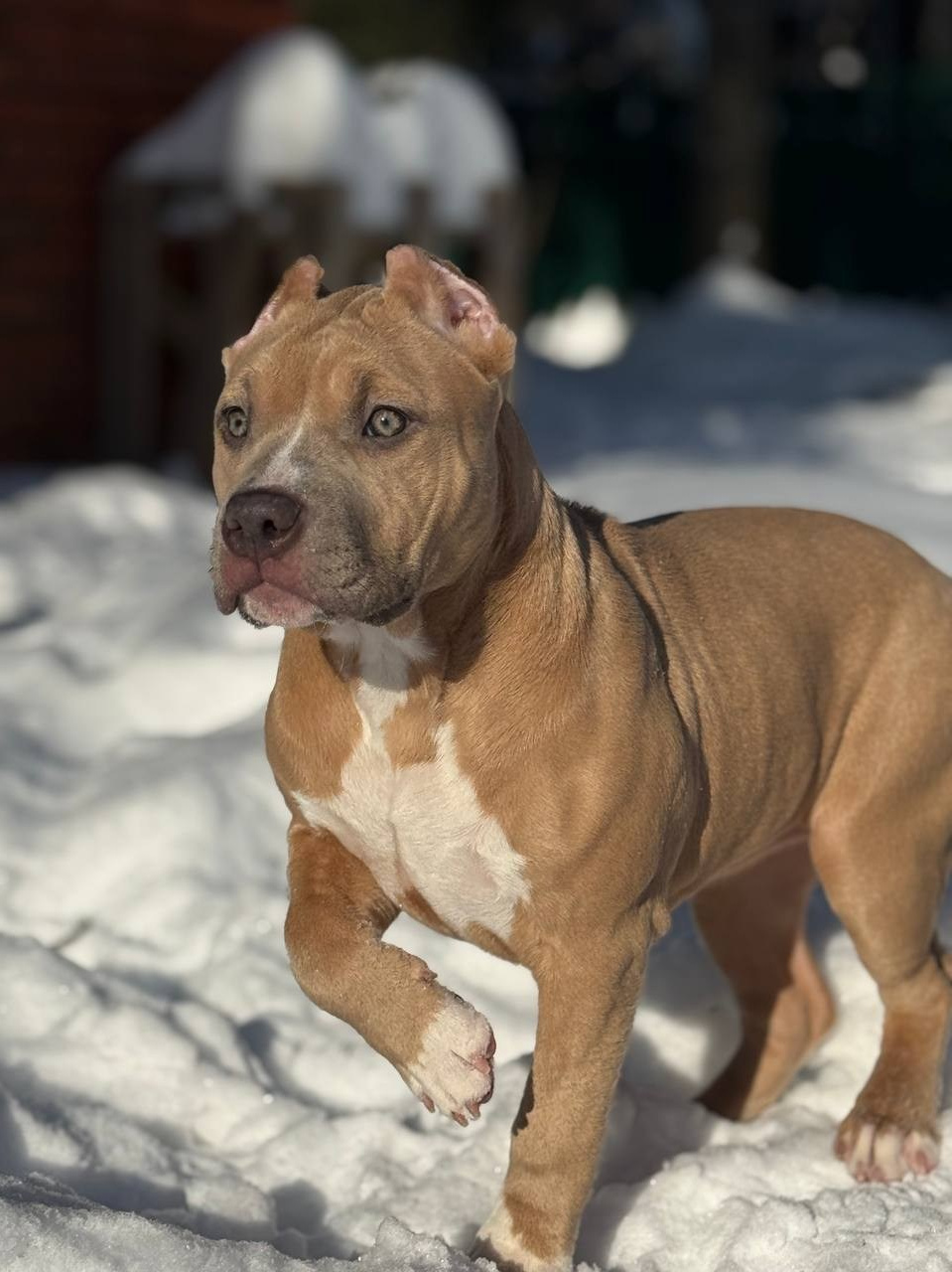 Щенки американского булли Sangres Fresca — купить American Bully в Москве. SANGRES FRESCA | Питомник американских булли в Москве и Московской области