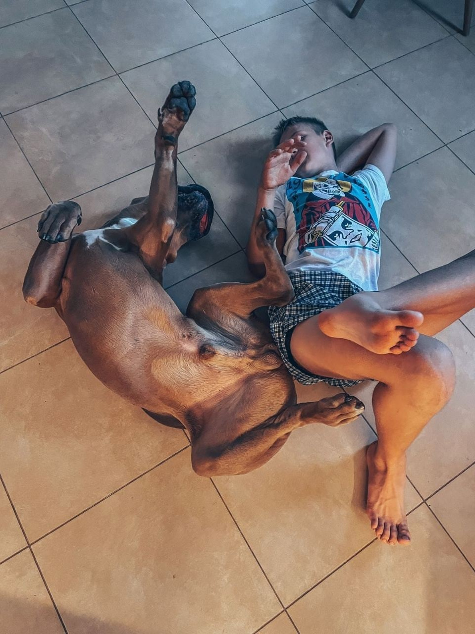 Кане Корсо Лайф, щенки породы Кане Корсо, г. Москва