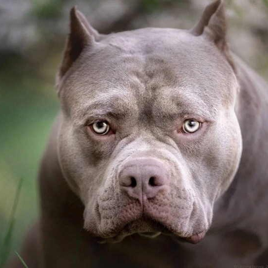 Рой - американский булли классик