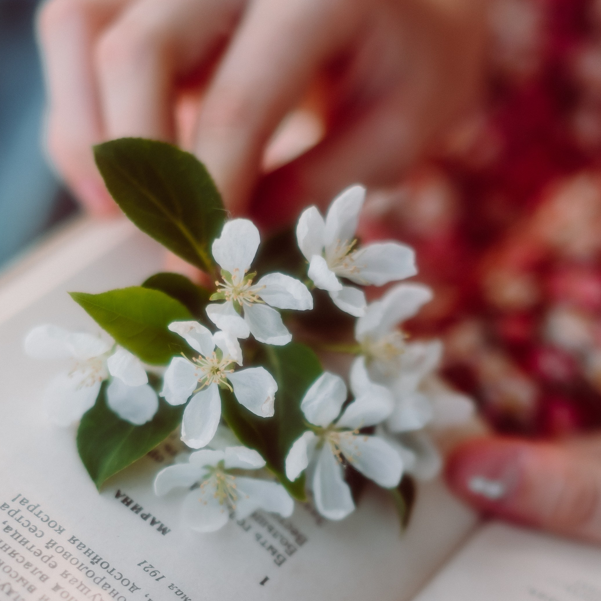 Фотосессия в цветущих яблонях в Кемерово