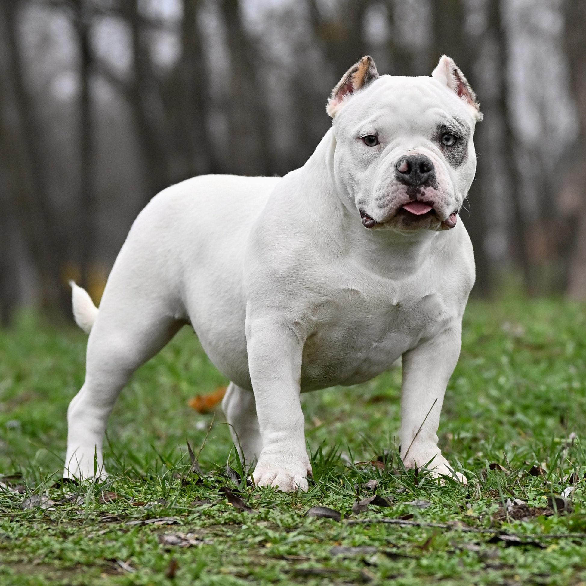 Познакомьтесь с нашими собаками. Американский Булли в г. Ростов-на-Дону. Питомник THE POWER OF SIBERIA