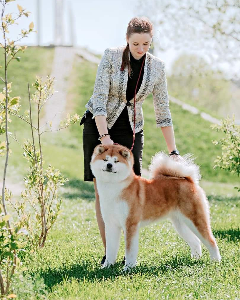 Female. Kennel Akita inu