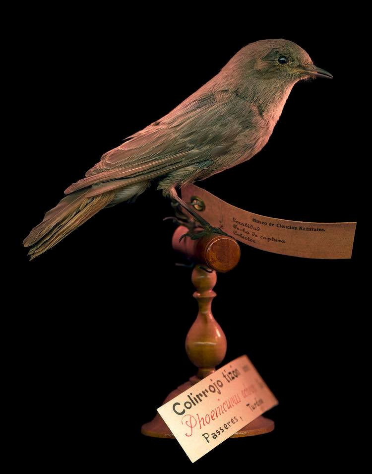 Стоимость, опции и программа школы Walking art