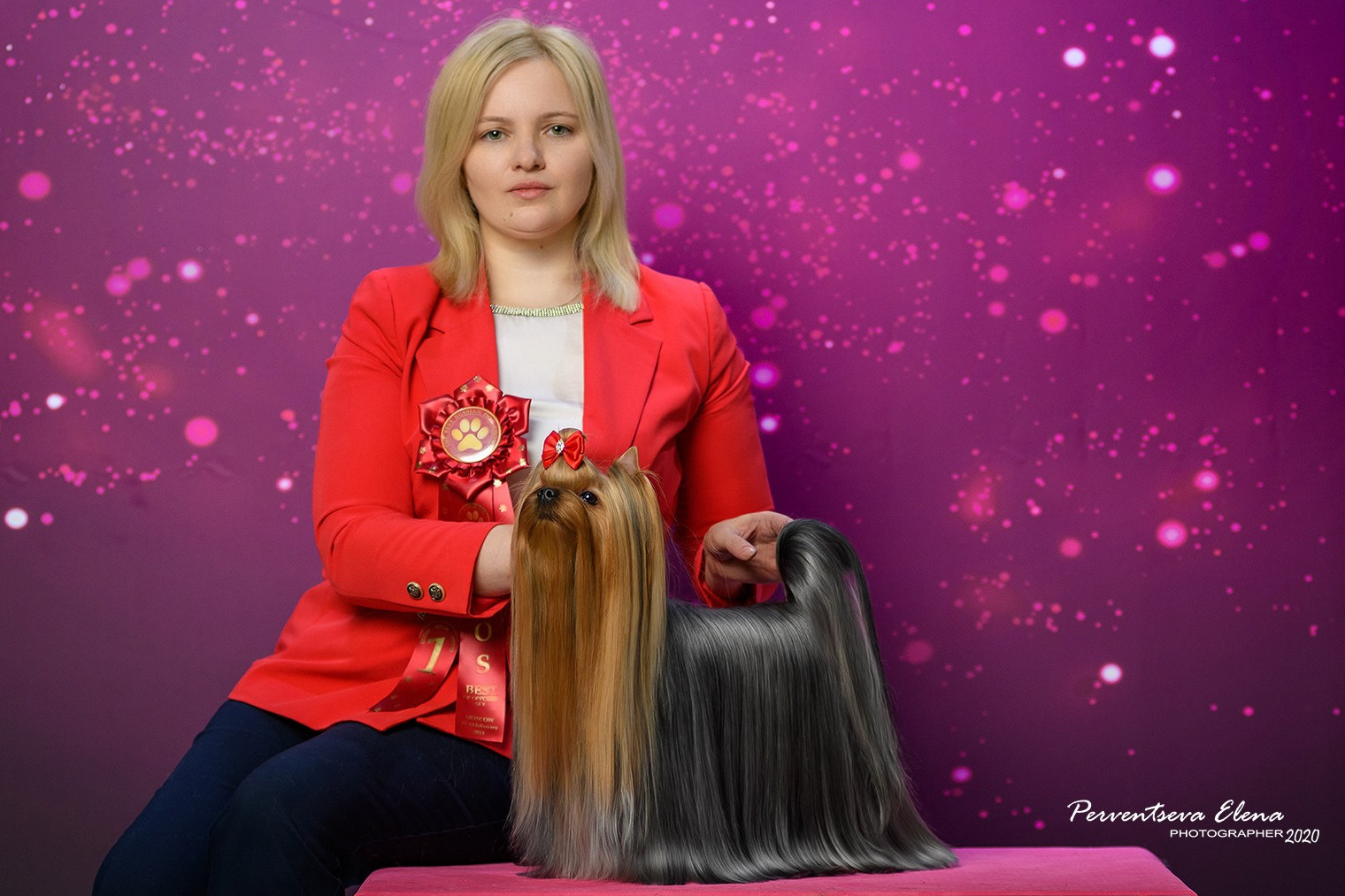 Йоркширский терьер. Контакты. Питомник Воле'Т Шоу Vole'T Shou. Йоркширский терьер — питомник йоркширских терьеров Vole'T Shou