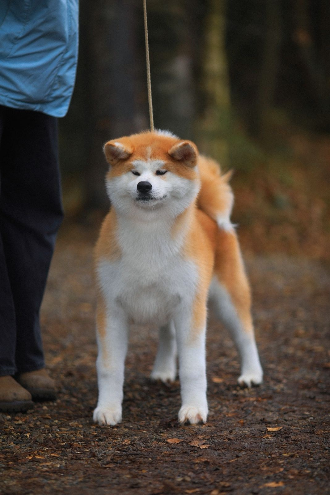 Красивые рыжие щенки Акита. Питомник Акита-Ину