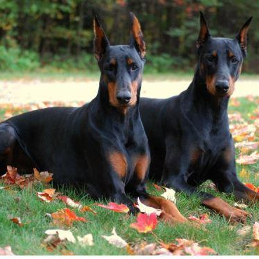 Оплата. Семейный и свадебный фотограф в Москве и Домодедово Анна Авилочкина