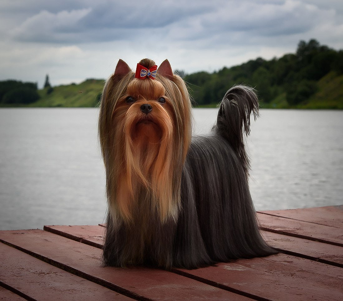 Дэнстайл Хуч. Питомник Йоркширских терьеров Дэнстайл в Санкт-Петербурге заводчик Тих