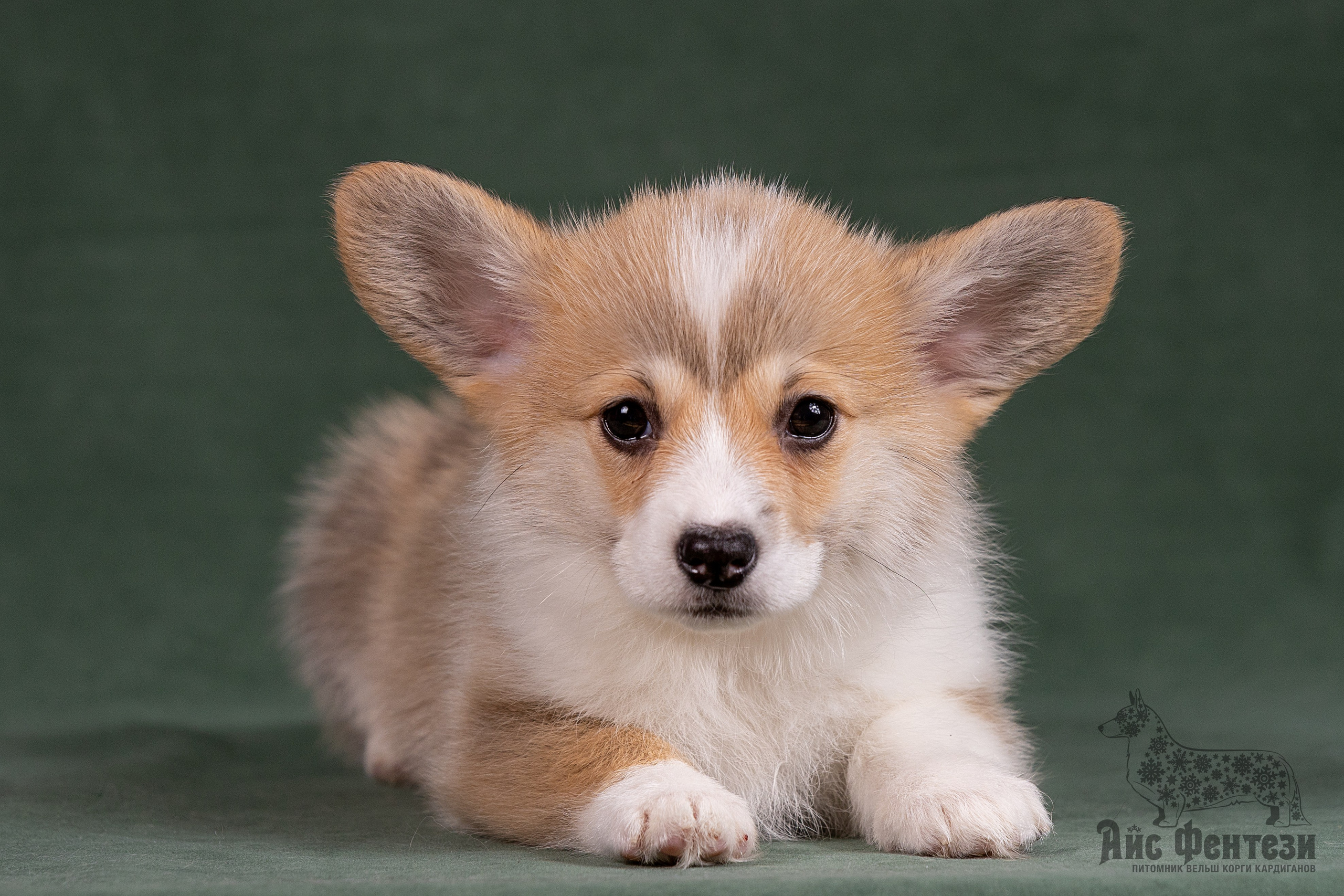 Купить щенка вельш корги кардиган из питомника Ice Fantasy. Ice Fantasy kennel: professional breeding of Siberian huskies and wels