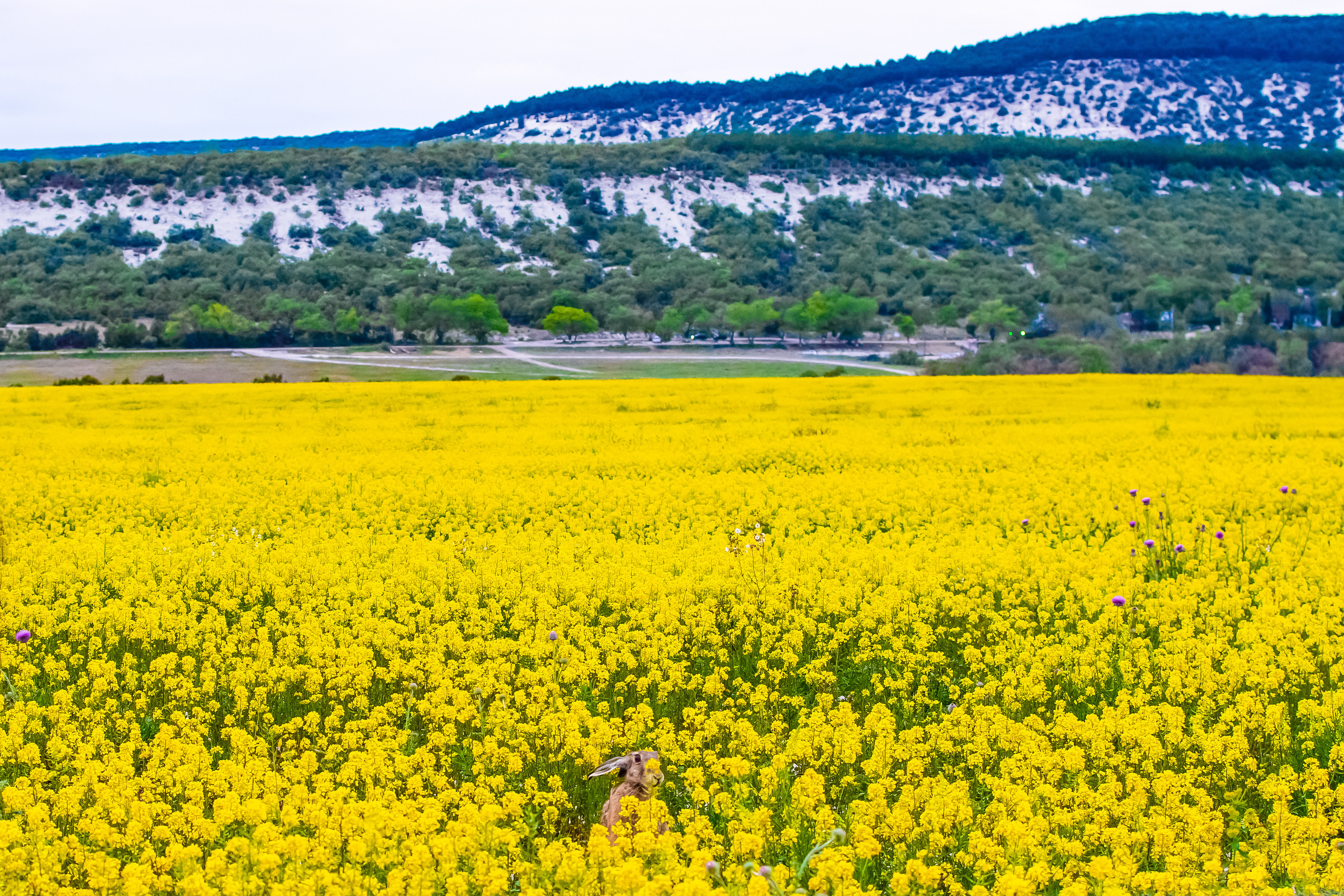 фотосесссия в рапсе Севастополь , фотосессия в рапсовом поле Севастополь, фотосессия в желтых цветах, фотосессия в желтом поле, фотограф Севастополь, фотограф Крым, фотограф в Севастополе, цветущий рапс Севастополь, Сахарная Головка Севастополь, летняя фотосессия Севастополь