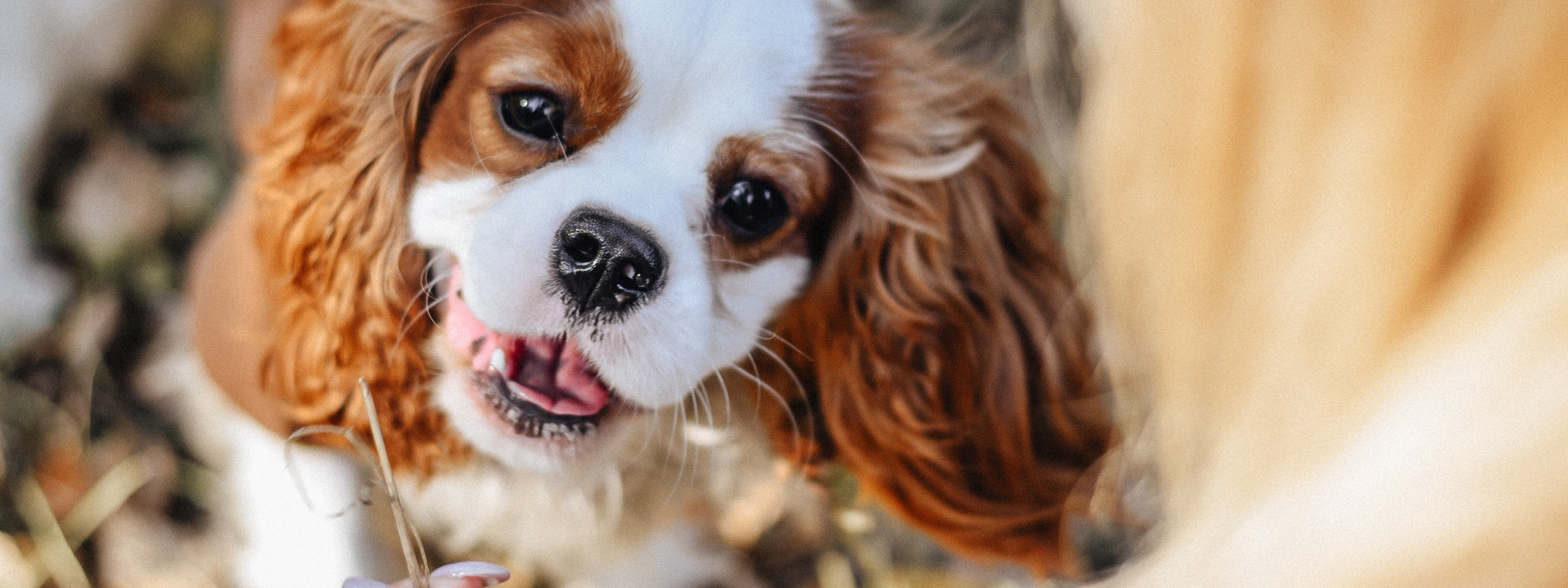 контакты фотографа Москва, Королёв
