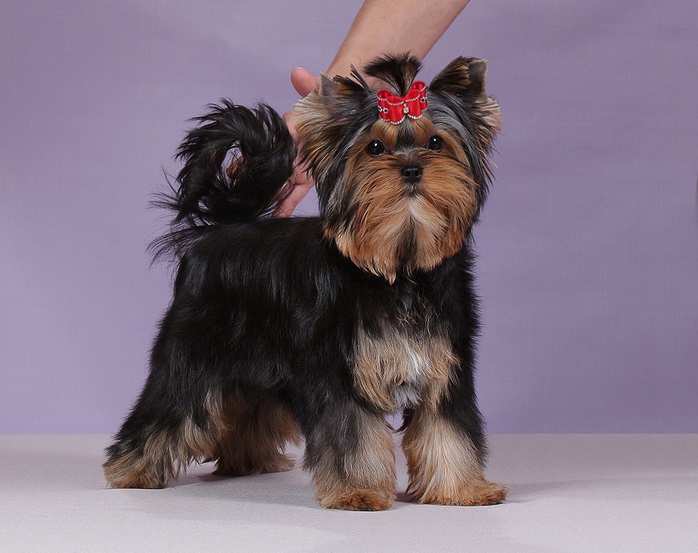 Euphoria’s Elegance. Питомник Йоркширских терьеров Дэнстайл в Санкт-Петербурге заводчик Тих