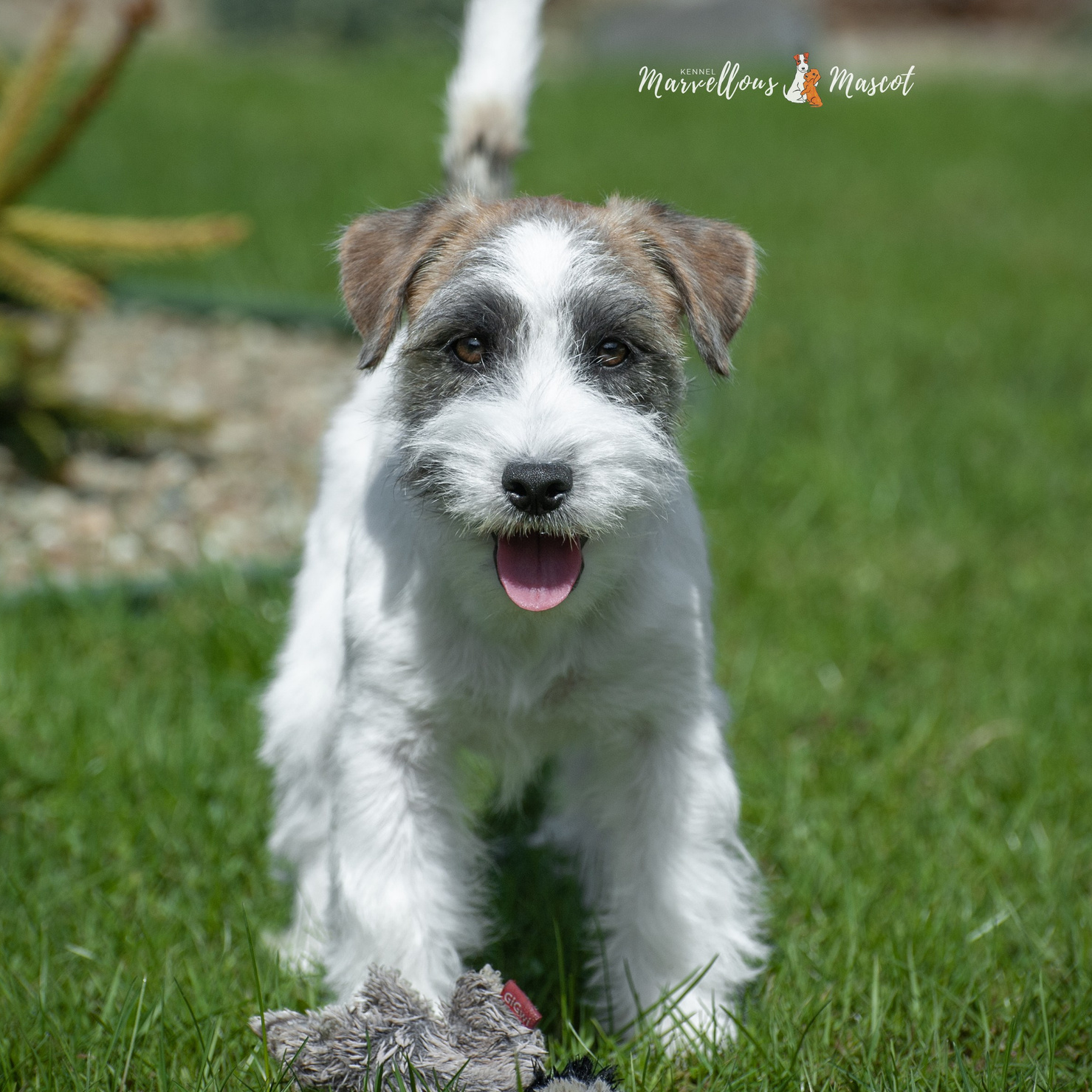 ЩЕНКИ КУПИТЬ. CANE MAESTRO — kennel Jack Russell Terrier