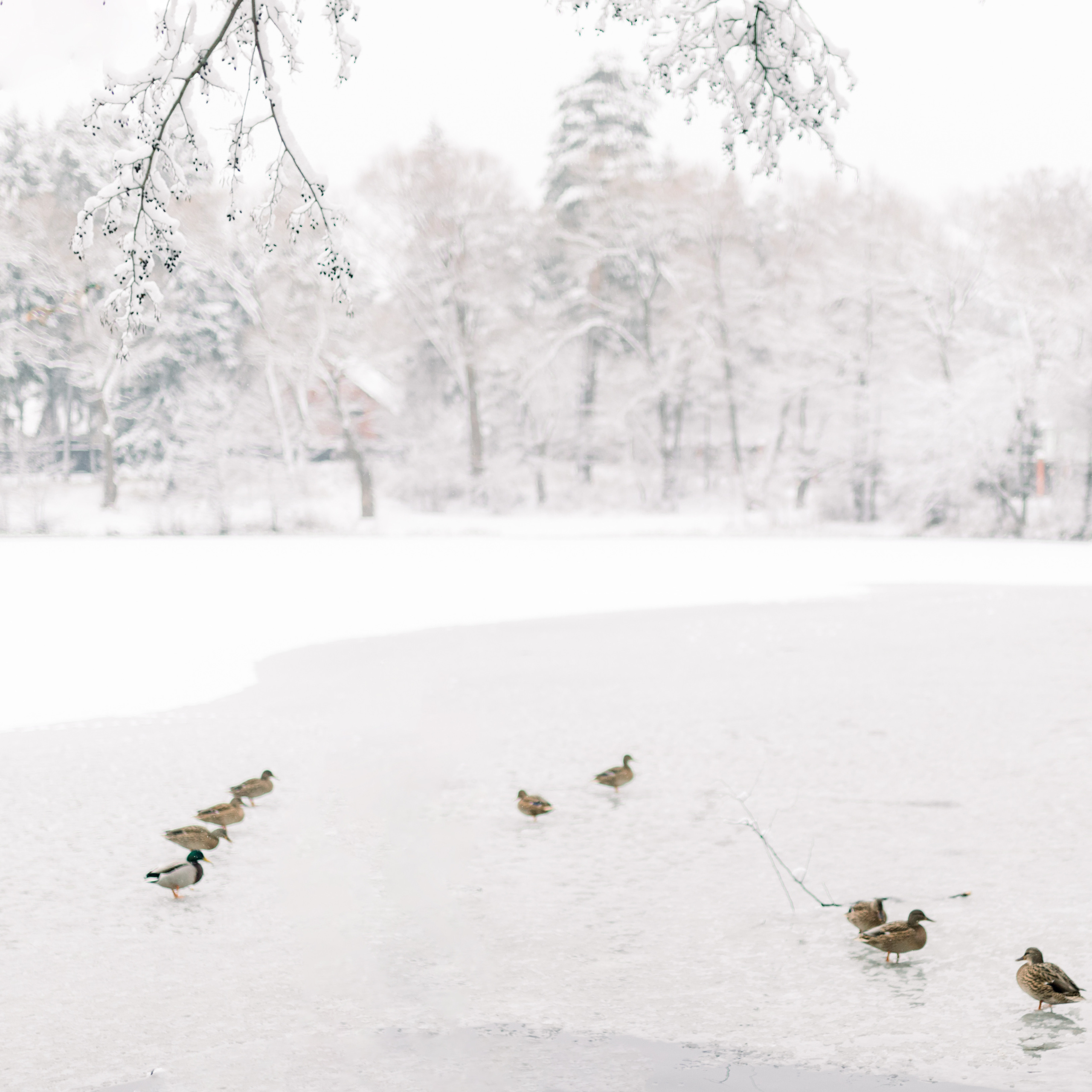 Зимняя семейная фотосессия. Лена Крутова. Фотограф в Москве