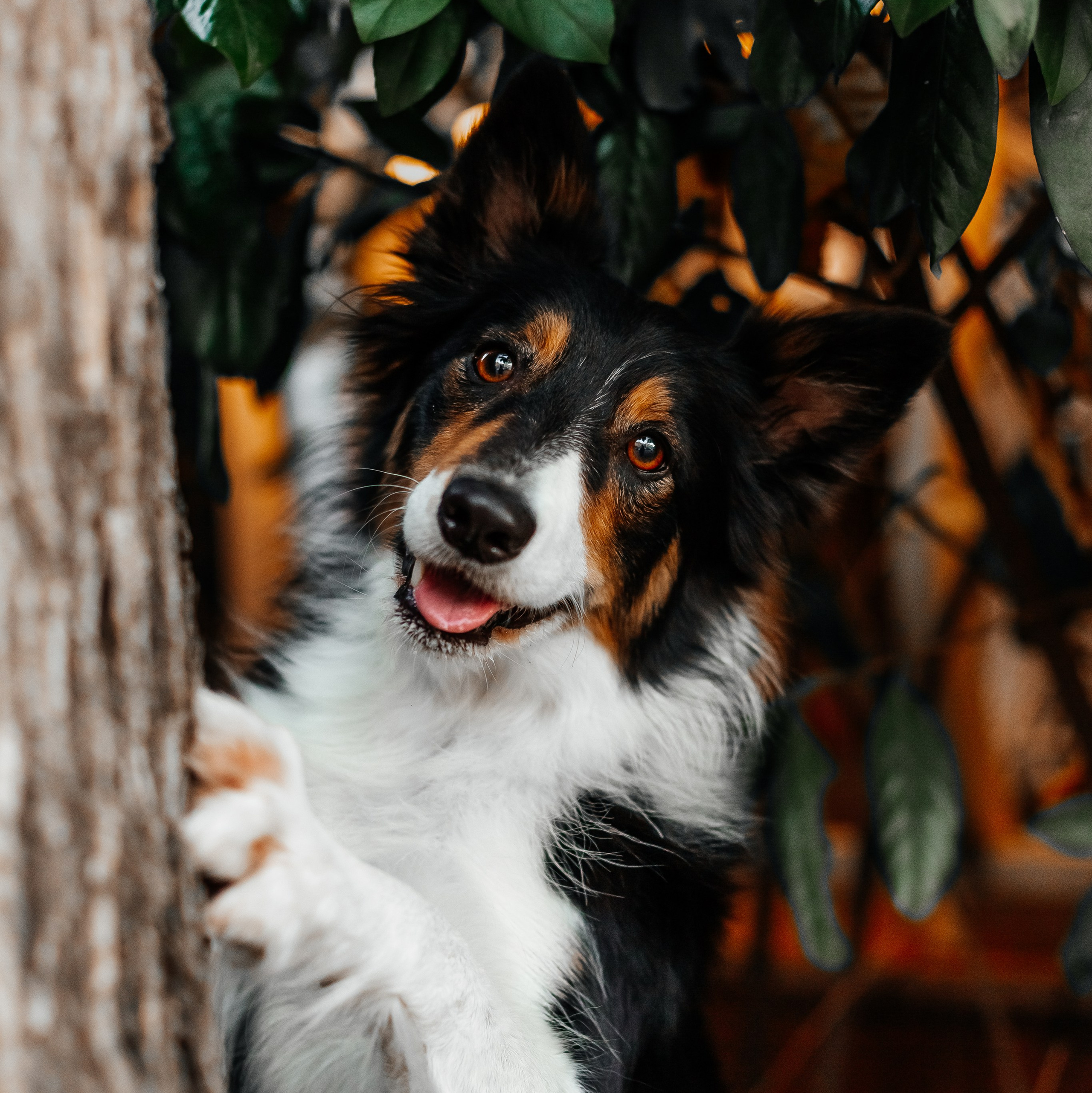 Прайс animal. Фотограф Краснодар Марго Хелбен