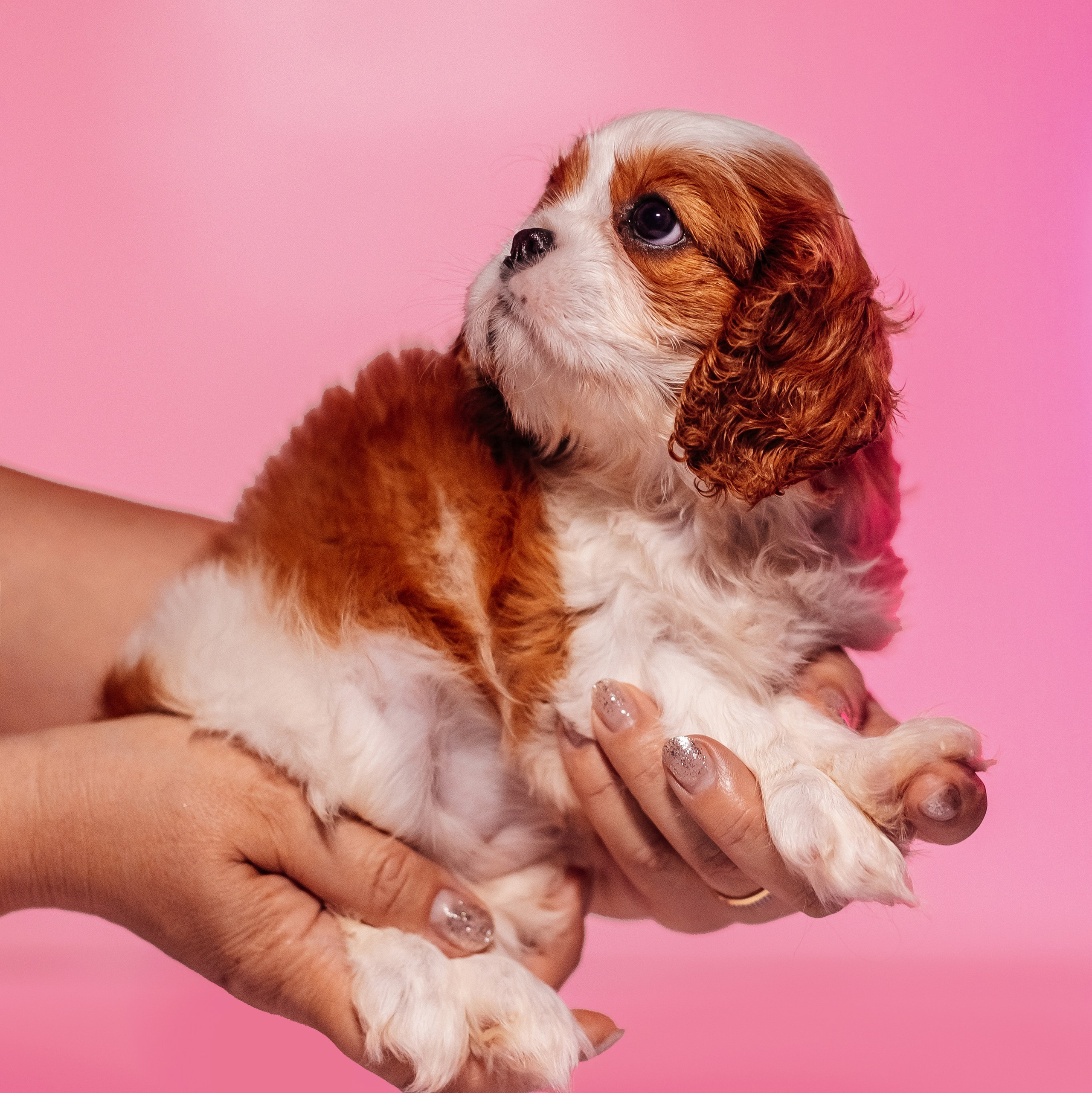 Прайс animal. Фотограф Краснодар Марго Хелбен