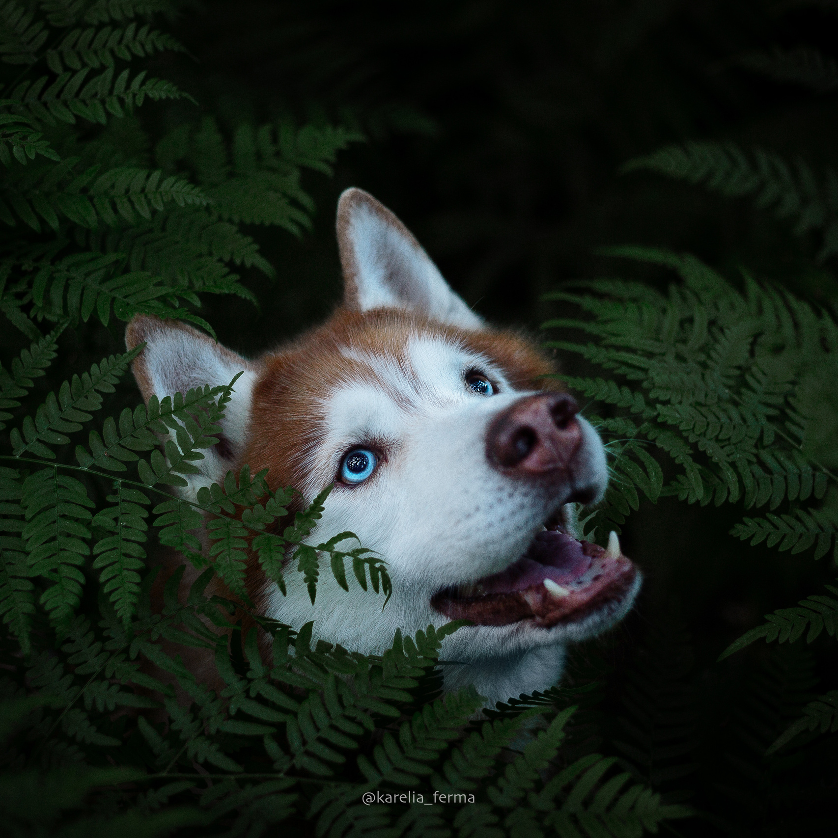 Услуги. Фотограф-анималист Наталия Чистюхина в г. Сосновый Бор и ЛО