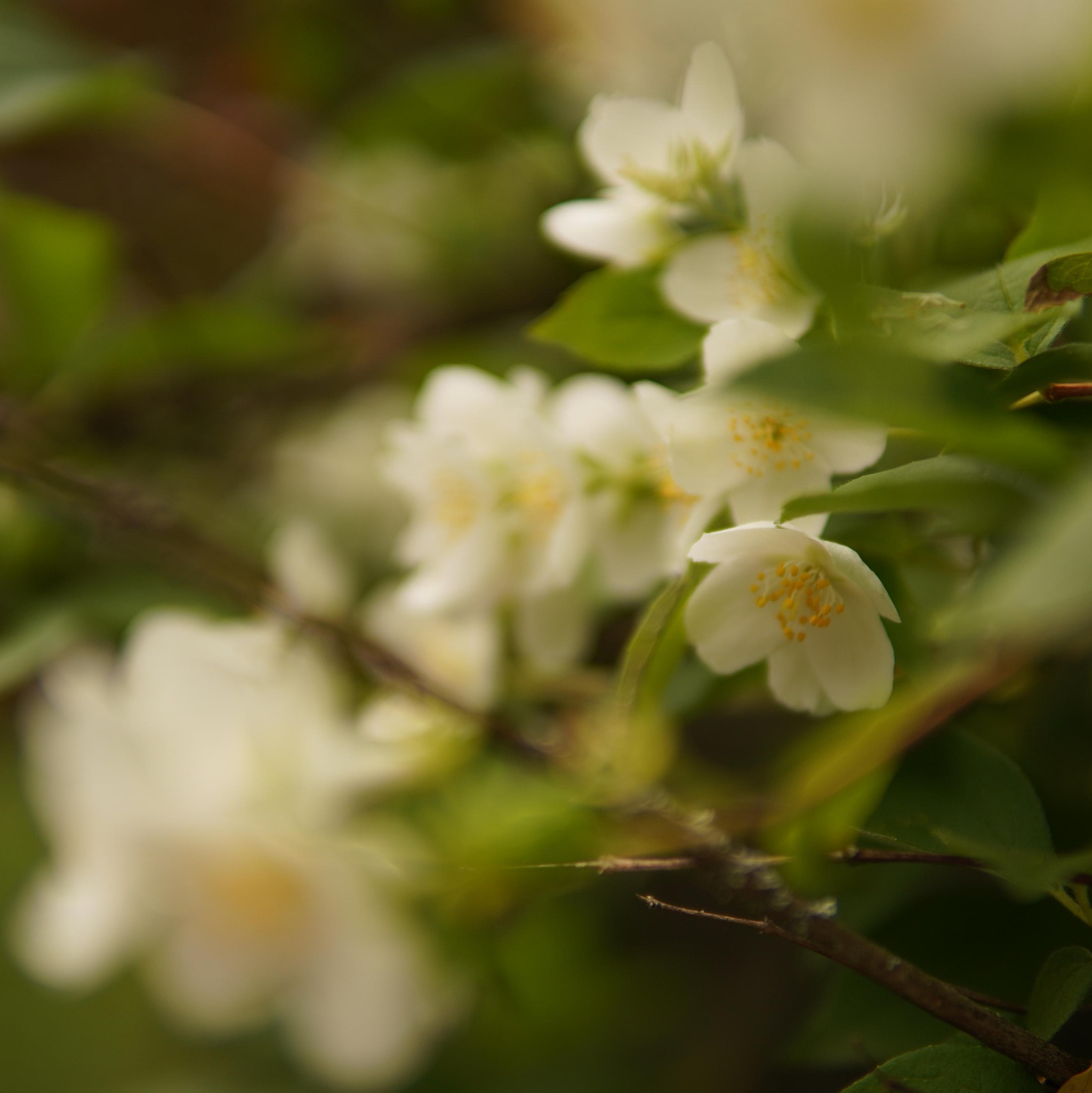 Услуги и цены. Семейный, детский и лайфстайл фотограф в Москве Альбина Соколова