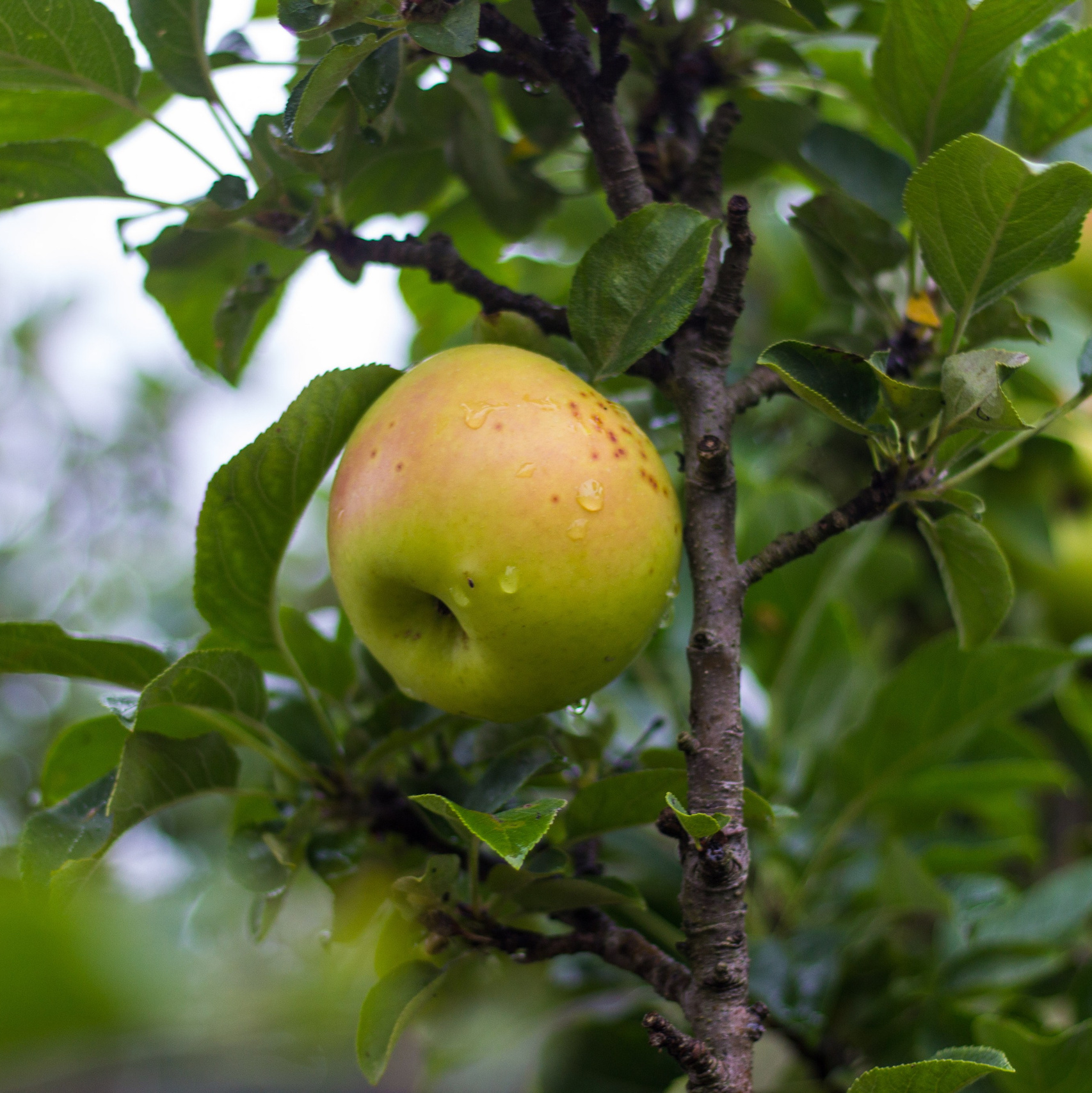 Плодовые (2024 — в процессе). Julia Gorbunova