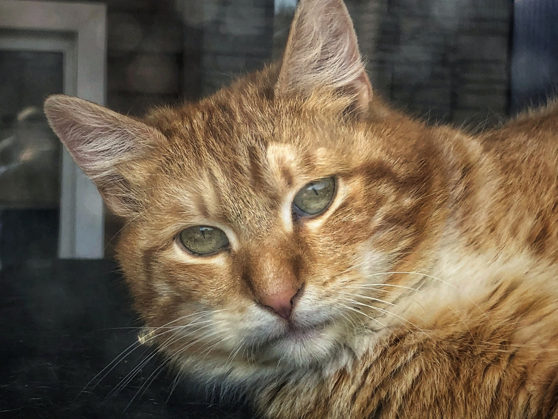 Рыжий кот с зелёными глазами лежит и смотрит в камеру