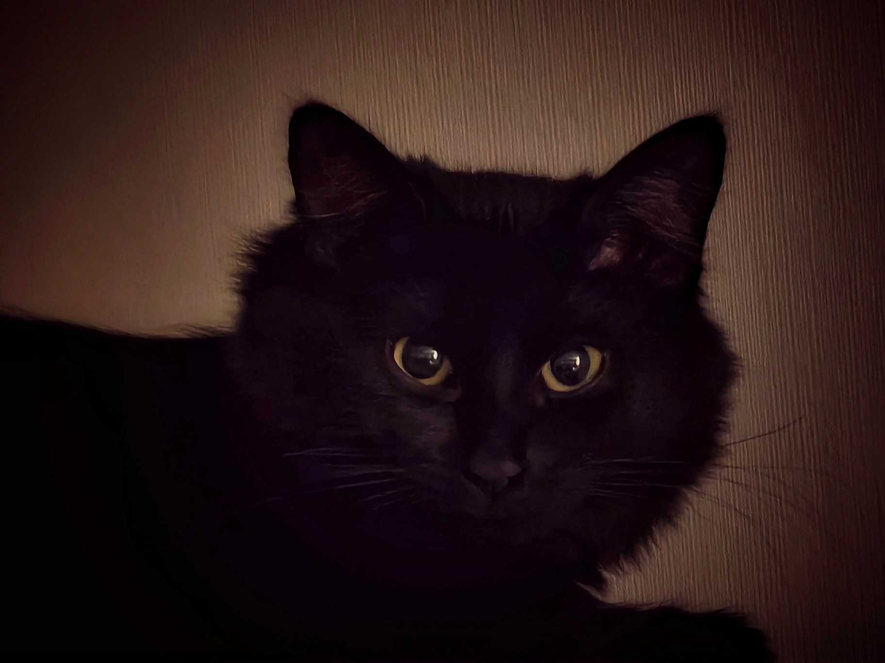 Чёрная кошка с жёлтыми глазами в тёмной комнате