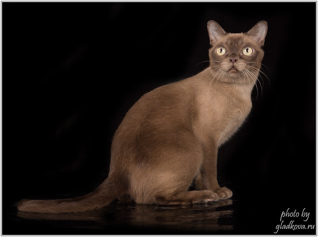 Котёнок американской бурмы. Las Burmas — питомник американской бурмы традиционных линий