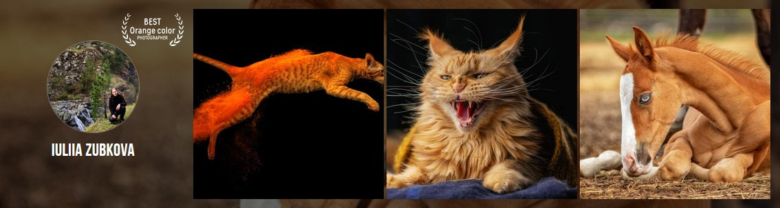 Мои достижения. Фотограф-анималист Юлия Зубкова