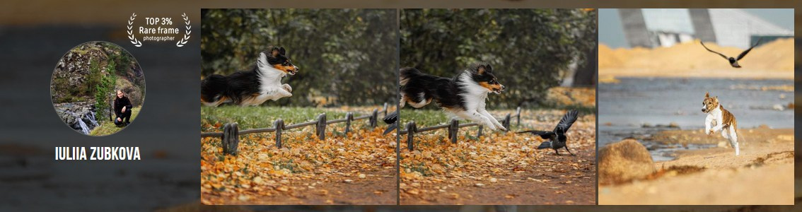 Мои достижения. Фотограф-анималист Юлия Зубкова